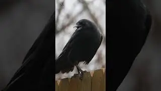Crow Sounds (1)