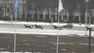 Московский ипподром. Бега. 01.03.15. Заезд 8(97)