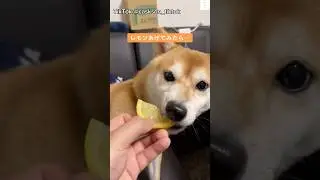 爆笑‼️レモン食べた後の反応が面白い柴犬　#柴犬　#犬　#おもしろ #犬のいる暮らし #面白い