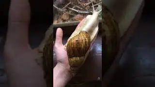 Giant African Land Snails! 🔥🔥🔥 Huge Snail!