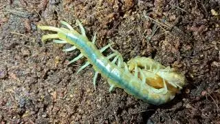 Florida blue centipede (Scolopendra viridis)