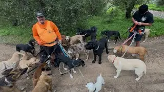DOGEX: They Call Me &ldquo;Poop-Bag Poo&rdquo;