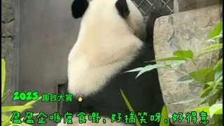 香港大熊貓 盈盈 加加 得得 🐼Ying Ying (Panda Cubs 🐼🐼“De De Jia Jia”)   營業日常 ｜盈盈 me time｜小園區玩具房｜好得意站著jap竹葉｜有趣站姿