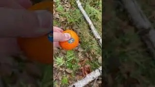 North American Arms Black Widow in 22MAG. #ammunition #hunting