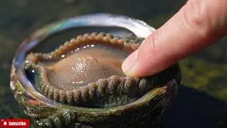 🔴 The FRESHEST Abalone ASMR You'll Ever See | Close-Up Visuals & Natural Ocean Sounds