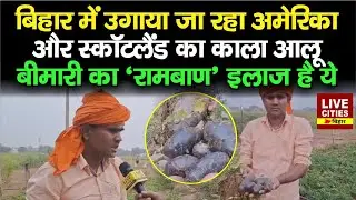 Bihar के Jamui में उगाया जा रहा America और स्कॉटलैंड का Black Potato, बीमारियों का उपचार भी है ये
