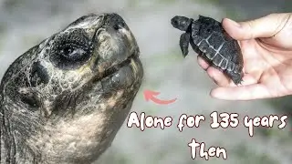This Tortoise Was Lonely for 135 Years. Until a Miracle Happened #goliath #4k