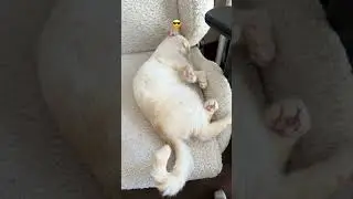 Как вам такое умение?))😄😎#leo#cat#lifehack#advice#мойкотик