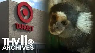 Pet monkey bites Target employee | THV11 Archives