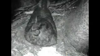 Wolf River GHO March 2, 2013 Bonnie is attacked, AGAIN