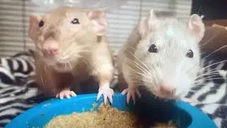 The Rat - Spirit Animal