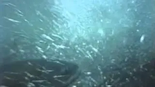Adult Spring-Run Chinook Salmon - Video 1