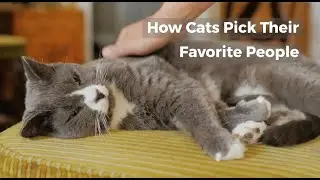 HOW DO CATS CHOOSE THEIR FAVORITE PERSON?