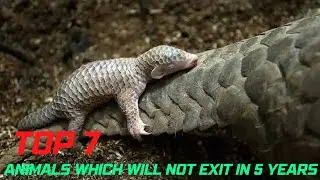 Top 7 Endangered Animals(2023) - Top 7s