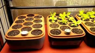 New Lights and Greens Update   Indoor Veganic Salad Bar