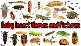 Learn Baby Insects Vocabulary With Pictures / Animals & their Babies /English American Pronunciation