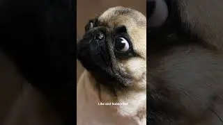Look what happens to this Pug&rsquo;s Eyes when teased! #shorts #pugs #fyp 🐶🐩👀