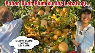 PANEN BUAH PLUM KUNING TERLEBAT