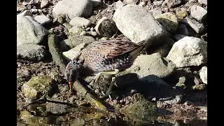 Spotted crake (Porzana porzana) - &Sigma;&tau;&iota;&kappa;&tau;&omicron;&pi;&omicron;&upsilon;&lambda;ά&delta;&alpha; - Agia Varvara Paphos 26/4/2025