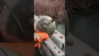 HORSEHEADS HITS! Magnet Fishing in Chemung County on Newtown Creek in Western New York. Heavy Metal