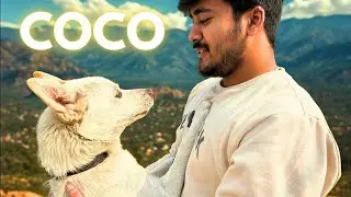 Coco The ADORABLE Dog Stole Hearts Everywhere #cutedog