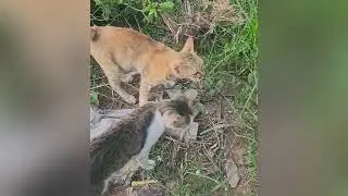 Strange activities of rural cats (Hun Veasna)