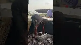 Bulk catfish off take 