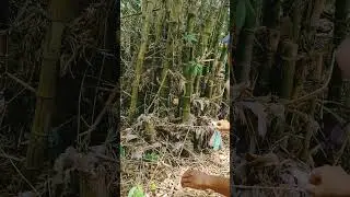 menangkap ular di pohon bambu