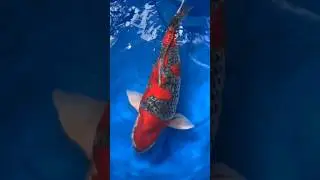 🚀Shipping out some MONSTER koi #koi #fish #japanesekoi #carp
