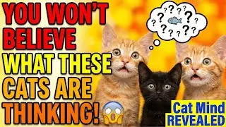 Cat Mind: Discover the Secrets of Cats, Fascinating Cat Behavior, Fun Facts, and Feline Intelligence