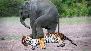 How to Tame a Wild Animal