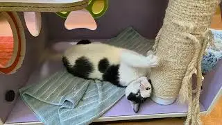 Winslow A#1042630 - Contra Costa Animal Services, Martinez,  CA 