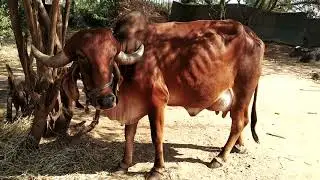 Original Gir Cow