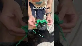 A crochet hat for a cat 💚 #cathat #crochethat #cat #crochetideas #shorts