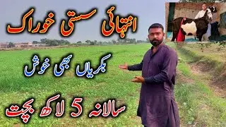 Best Cheaph Food Of Goats - Alfa Alfa - Loosan Lgany Ka Triqa