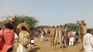 bakri animals lover is live! #Camel #animals #camellife