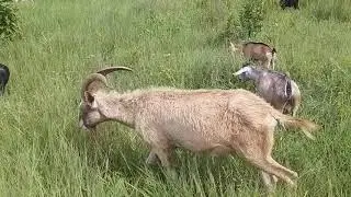 How to tell your goat's health by looking at its skin coat/fur