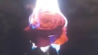 Rose don't burn 