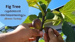 Fig (brown turkey )വളർത്താൻ അറിയേണ്ടതെല്ലാം /how to grow fig trees