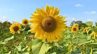Walking route through a sunflower field in Zeeland 🌻👀 Netherlands