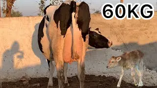 Big udder milking cow | Amazing Big udder cow | Hf cow for sale | holistien friesian cross cow