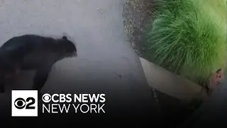 Video captures child's bear encounter in Sparta, New Jersey