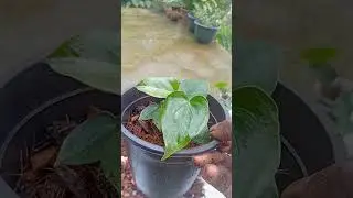 යාලුවනේ ඔයාල ඉල්ලපු දෙයක් දෙන්නයි මේ හදන්නේ.බලමුද ඒ මොනවද කියල.