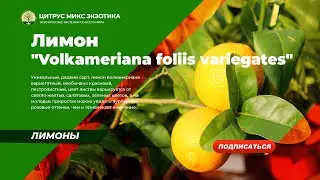 лимон Волкамериана вариегатная / 13 A C. volkameriana foliis variegates