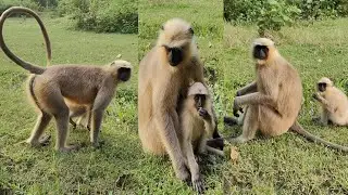 Langur Monkey Family | Amazing Wild Life Moments | Mother & Baby Bonding 🐒🌿
