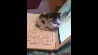 human