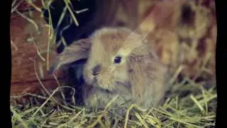 Alan Watts - Stop Competing With Yourself