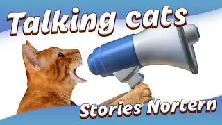 Speak Cat Funny Video Talking Compilation