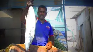 LEFTU SATHYA KING FISH CUTTING|KASIMEDU FISH CUTTING|PULICAT ANGLERS|FRESH SEAFOOD|PULICAT ANGLERS..