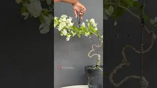 How to Get Bougainvillea to Flower